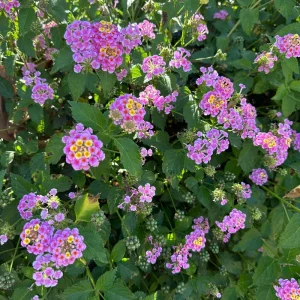 Pinky Lantana Camara Live Plant - Vibrant Pink Flowers, Outdoor Shrub - Image 8
