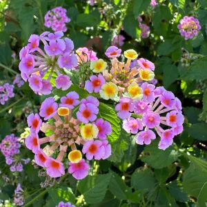 Pinky Lantana Camara Live Plant - Vibrant Pink Flowers, Outdoor Shrub - Image 9