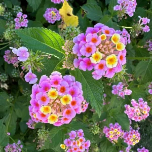 Pinky Lantana Camara Live Plant - Vibrant Pink Flowers, Outdoor Shrub - Image 1
