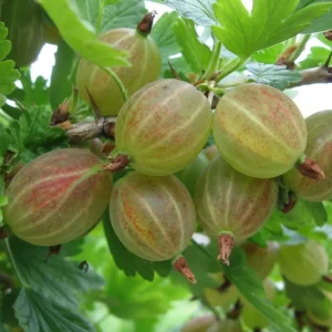 Pixwell Gooseberry Live Plant - Cold Hardy Fruiting Shrub, 6-12