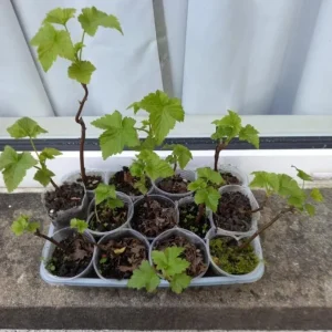 Pixwell Gooseberry Live Plant - Cold Hardy Fruiting Shrub, 6-12