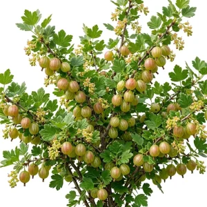 Pixwell Gooseberry Live Plant - Cold Hardy Fruiting Shrub, 6-12" Tall, Outdoor - Image 1