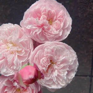 Plume Rose Live Plant – Soft Pink Shrub Rose, 1.2 m Tall, Fragrant - Image 2