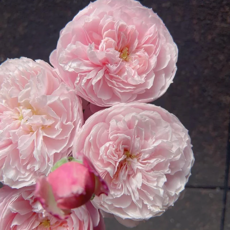 Plume Rose Live Plant – Soft Pink Shrub Rose, 1.2 m Tall, Fragrant - Image 2
