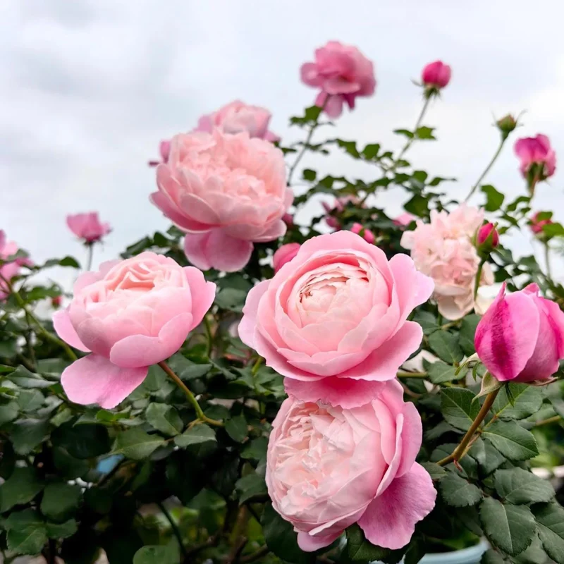 Plume Rose Live Plant – Soft Pink Shrub Rose, 1.2 m Tall, Fragrant - Image 3