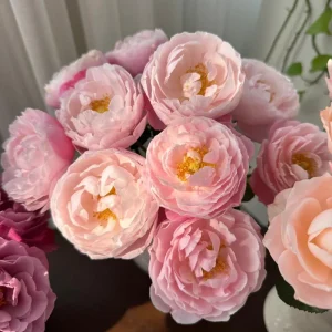 Plume Rose Live Plant – Soft Pink Shrub Rose, 1.2 m Tall, Fragrant - Image 4