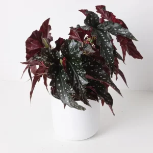 Polka Dot Begonia Live Plant - Begonia Maculata, 4 Inch Pot, Indoor Plant - Image 3