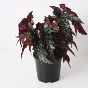 Polka Dot Begonia Live Plant - Begonia Maculata, 4 Inch Pot, Indoor Plant - Image 1