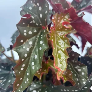Polka Dot Begonia Live Plant - Begonia Maculata, 4 Inch Pot, Indoor Plant - Image 4