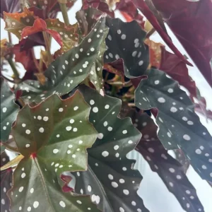 Polka Dot Begonia Live Plant - Begonia Maculata, 4 Inch Pot, Indoor Plant - Image 5