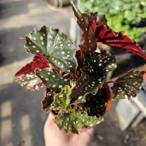 Polka Dot Begonia Live Plant - Begonia Maculata, 4 Inch Pot, Indoor Plant - Image 6