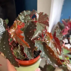 Polka Dot Begonia Live Plant - Begonia Maculata, 4 Inch Pot, Indoor Plant - Image 7