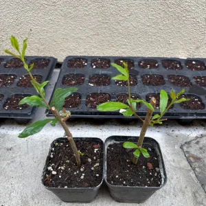Pomegranate Live Tree Cutting Rooted - Fruit Plant for Home Garden - Image 3