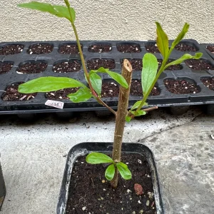 Pomegranate Live Tree Cutting Rooted - Fruit Plant for Home Garden - Image 1