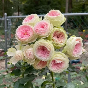 Pompon Veranda Rose Live Plant - Cream & Pink, 16-20" Tall Bush Rose - Image 2