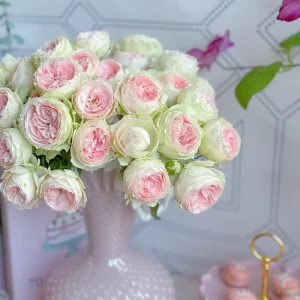 Pompon Veranda Rose Live Plant - Cream & Pink, 16-20