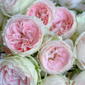 Pompon Veranda Rose Live Plant - Cream & Pink, 16-20
