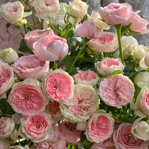 Pompon Veranda Rose Live Plant - Cream & Pink, 16-20