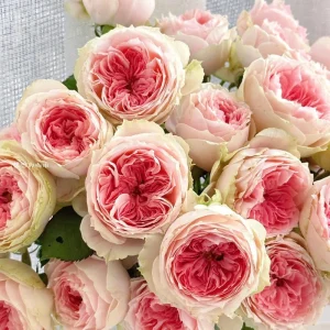 Pompon Veranda Rose Live Plant - Cream & Pink, 16-20" Tall Bush Rose - Image 1
