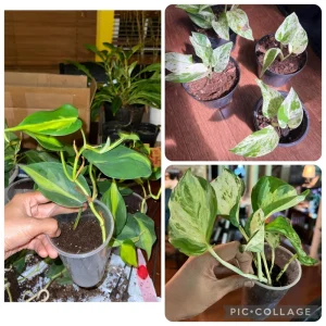 Pothos & Philodendron Live Plant Bundle - Marble Queen, Manjula, Brasil - Image 1
