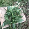 - Image 1
