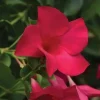 - Image 1