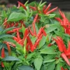 - Image 1