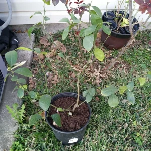 - Image 10