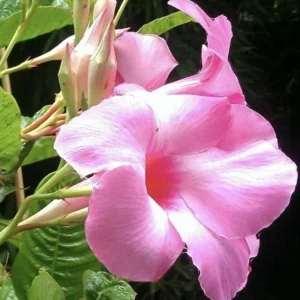 - Image 1