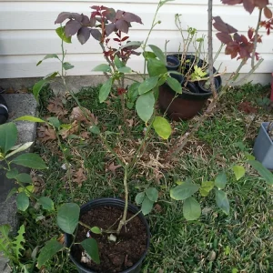 - Image 11