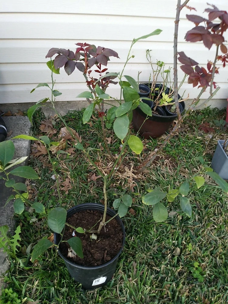 - Image 11
