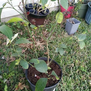 - Image 12