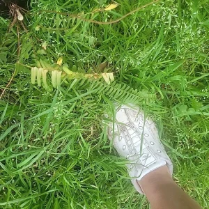 - Image 12