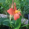 - Image 1