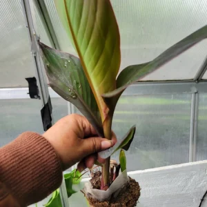 - Image 1