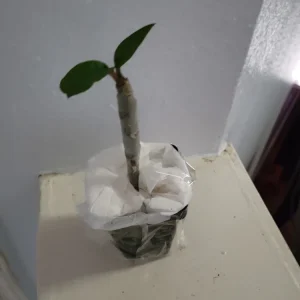 - Image 2