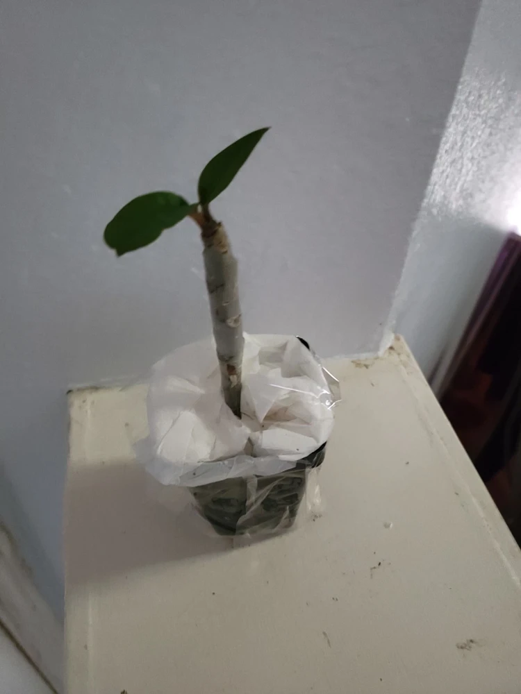 - Image 2