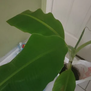 - Image 2