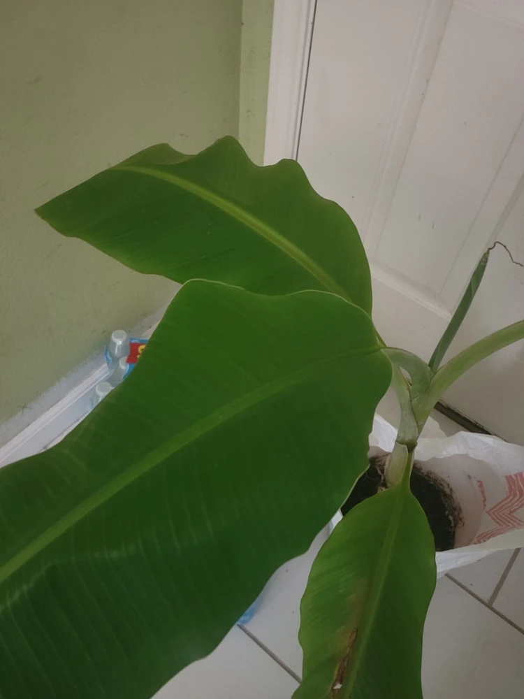 - Image 2