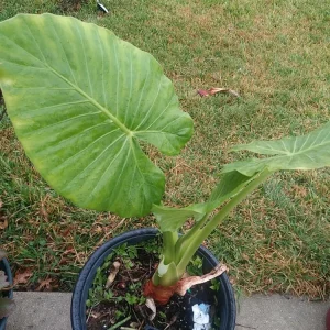 - Image 2