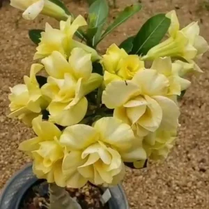 - Image 2