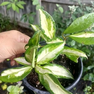 - Image 2