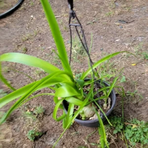 - Image 2