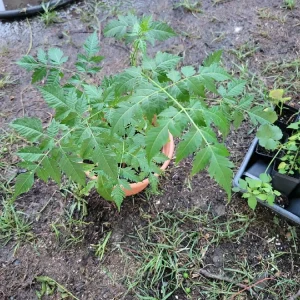 - Image 2