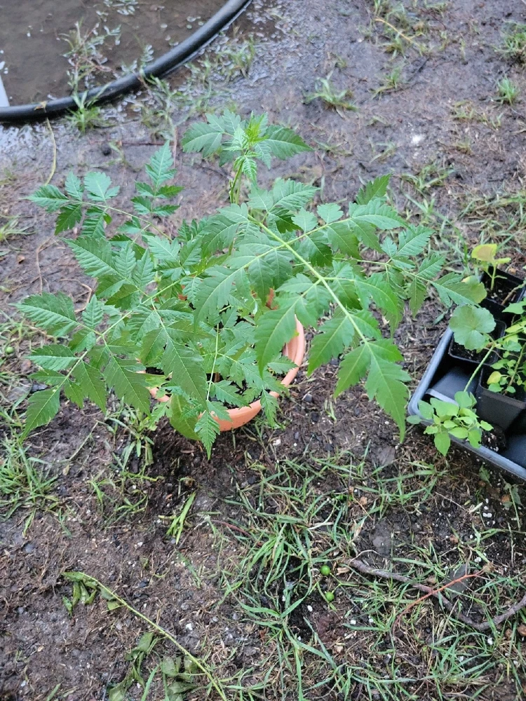 - Image 2