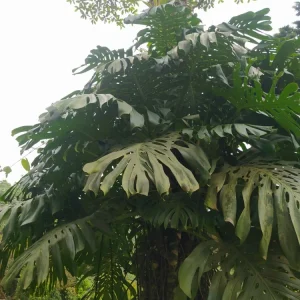 - Image 2