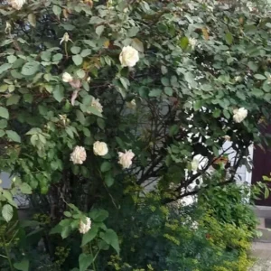 - Image 2