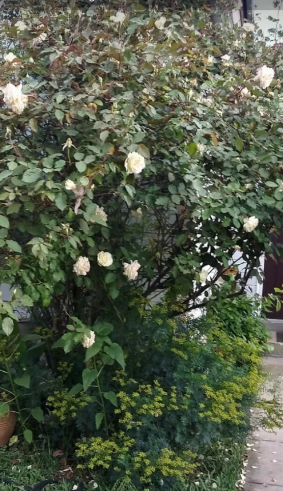 - Image 2