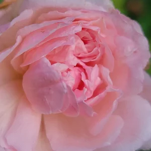 - Image 2