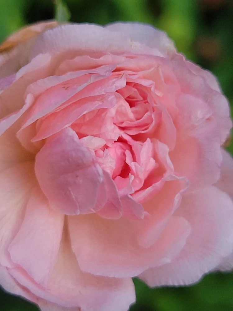 - Image 2